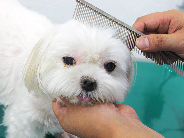 トリミング中の犬