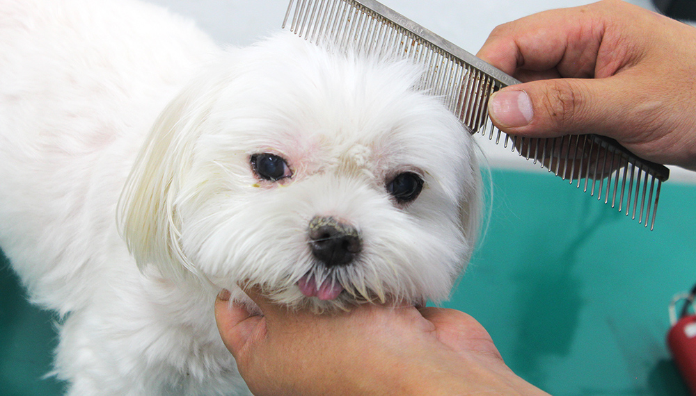 トリミング中の犬